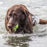 Yonkers Animal Hospital ico