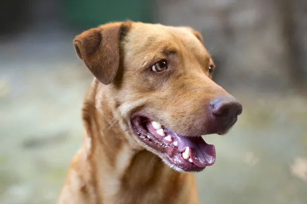 Yonkers Animal Hospital 12