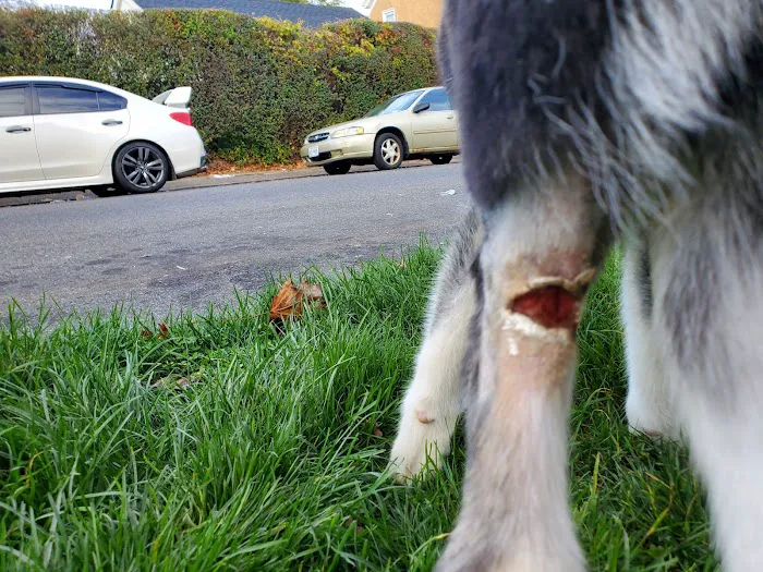 Yonkers Animal Hospital 12