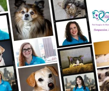 Heartstrings Pet Hospice, In-Home Euthanasia & Aftercare - Detroit