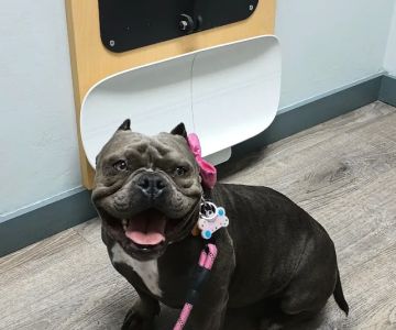 Five Mile Animal Hospital