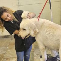 Plymouth Beech Animal Hospital ico