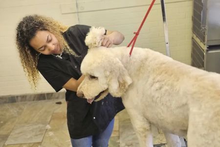 Plymouth Beech Animal Hospital