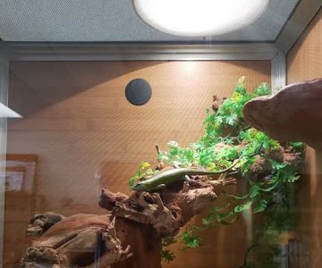 Lily Pad Pets Reptiles & More