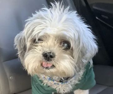 Ford Caputo Veterinary Hospital