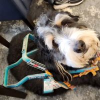 TrueHeal Veterinary Hospital ico