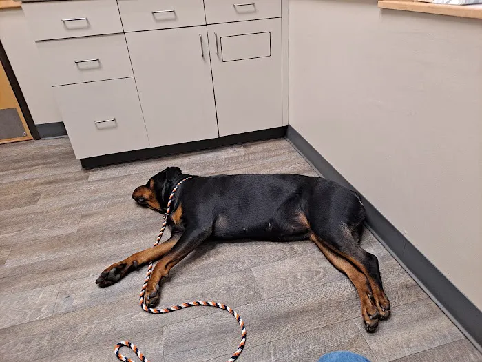 BluePearl Pet Hospital Southfield 12