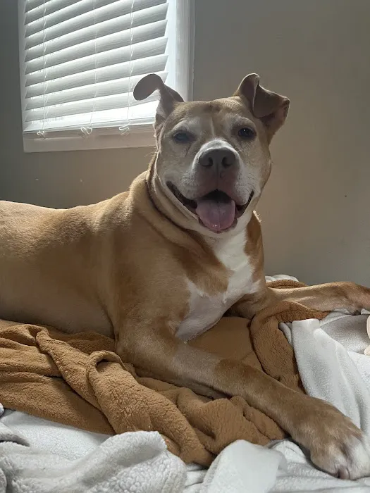 BluePearl Pet Hospital Southfield 12