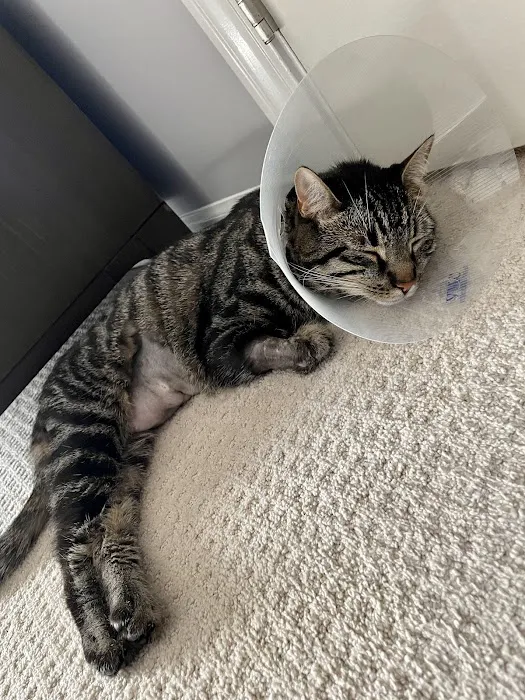 BluePearl Pet Hospital Southfield 12