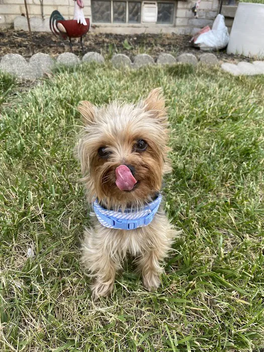 BluePearl Pet Hospital Southfield 12