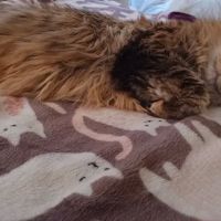Hilldale Veterinary Hospital ico