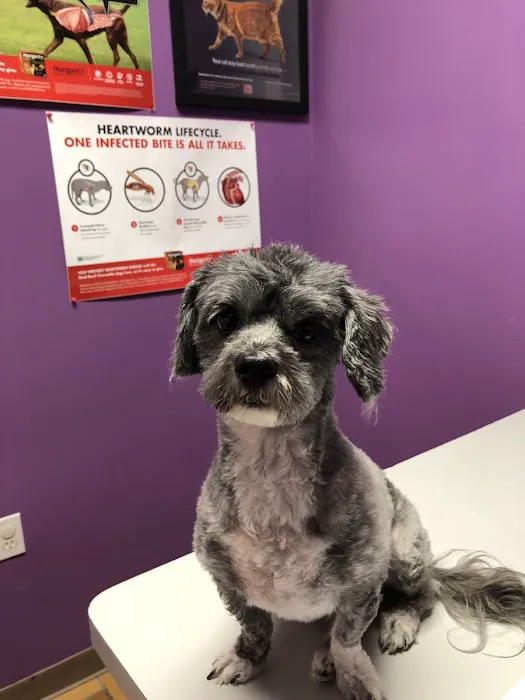 AlfaVet Animal Hospital 1