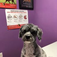 AlfaVet Animal Hospital ico