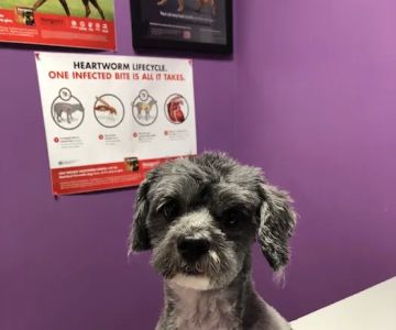 AlfaVet Animal Hospital