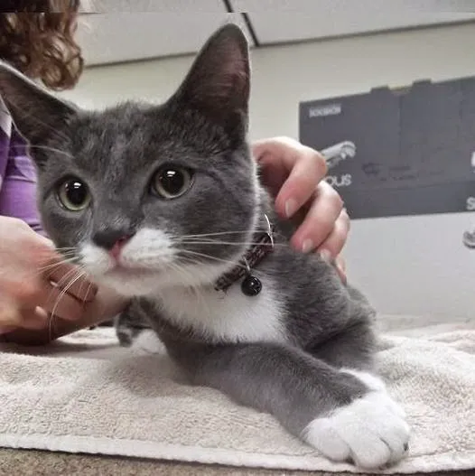 Advanced Veterinary Medical Center 5