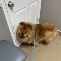 Advanced Veterinary Medical Center ico