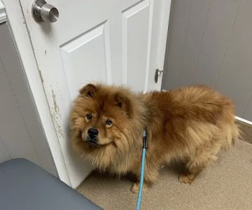 Advanced Veterinary Medical Center