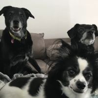 Plaza Veterinary Hospital ico