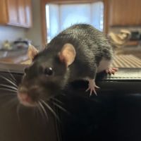 Sheehy Animal Hospital ico