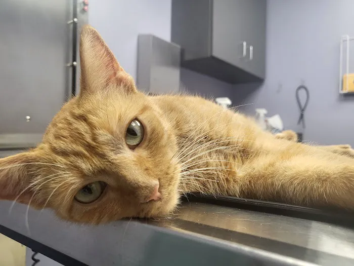 Sheehy Animal Hospital 3