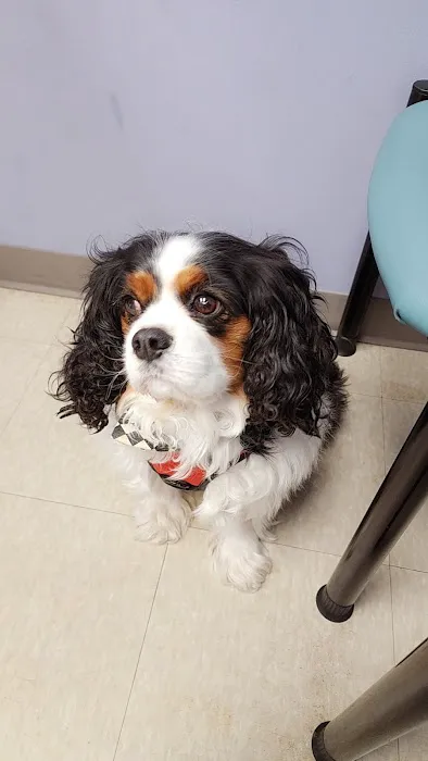 Sheehy Animal Hospital 4