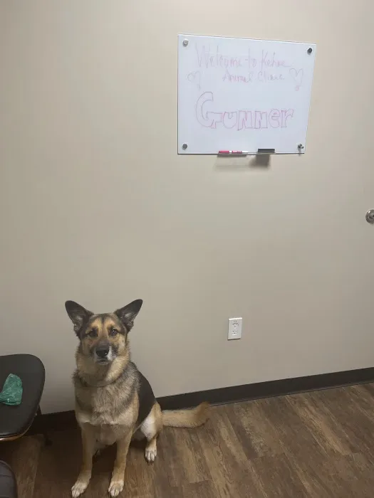 Kehoe Animal Clinic 12