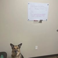 Kehoe Animal Clinic ico