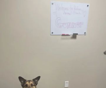 Kehoe Animal Clinic