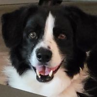 Premier Veterinary Care ico