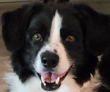 Premier Veterinary Care