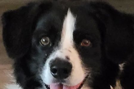 Premier Veterinary Care