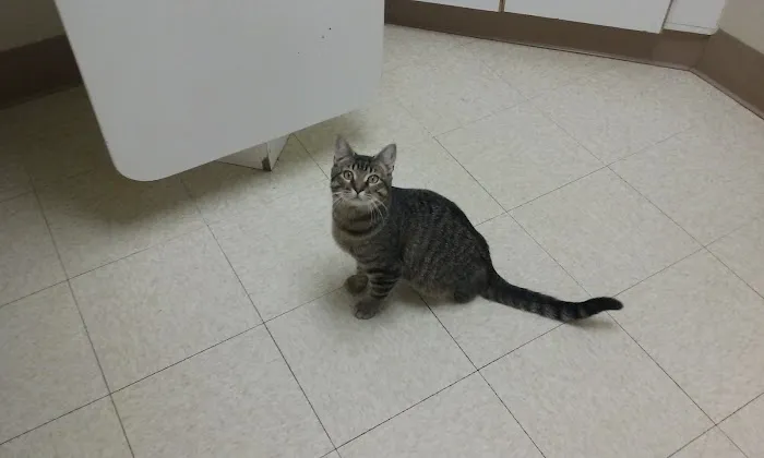 All Creatures Pet Hospital 10
