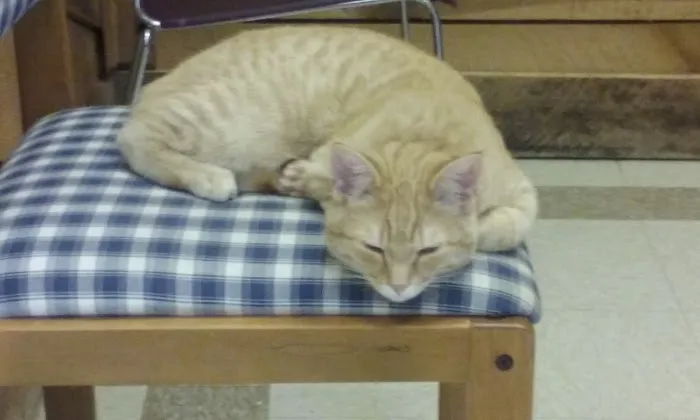 All Creatures Pet Hospital 3