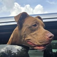 All Creatures Pet Hospital ico
