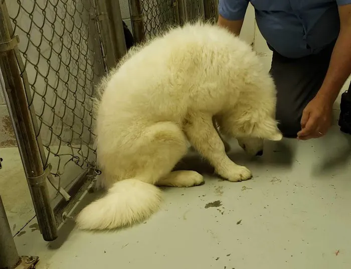 All Creatures Pet Hospital 7
