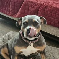 Animal League of Gaston County ico