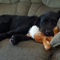 Gaston Low-Cost Spay/Neuter Clinic ico