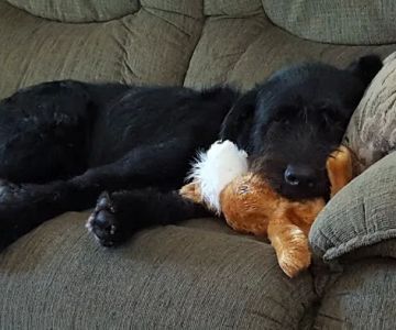 Gaston Low-Cost Spay/Neuter Clinic