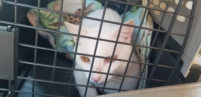Gaston Low-Cost Spay/Neuter Clinic 2