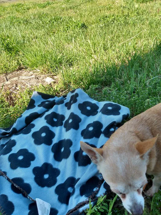 Gaston Low-Cost Spay/Neuter Clinic 10