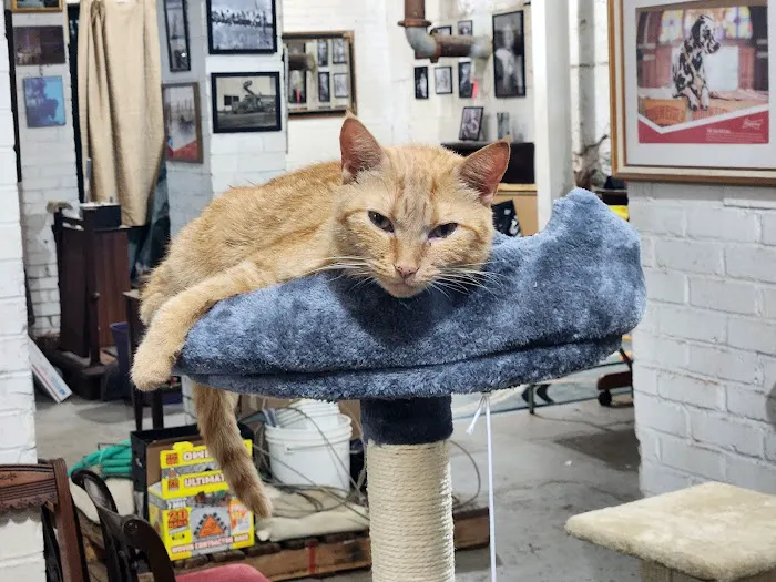 Gaston Low-Cost Spay/Neuter Clinic 8