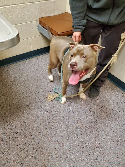 Phillips Animal Medical Hospital 4