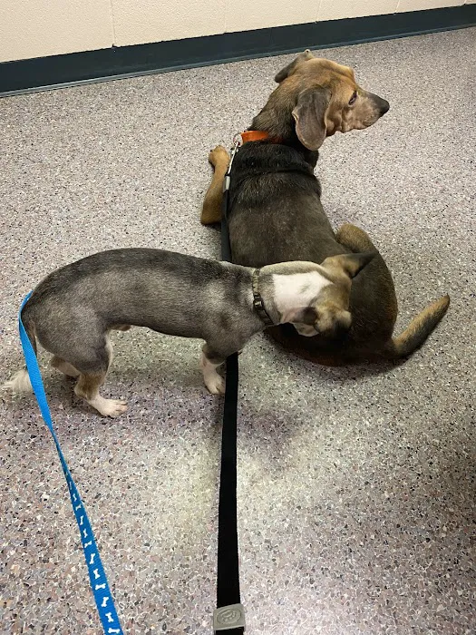 Phillips Animal Medical Hospital 1