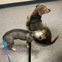Phillips Animal Medical Hospital ico