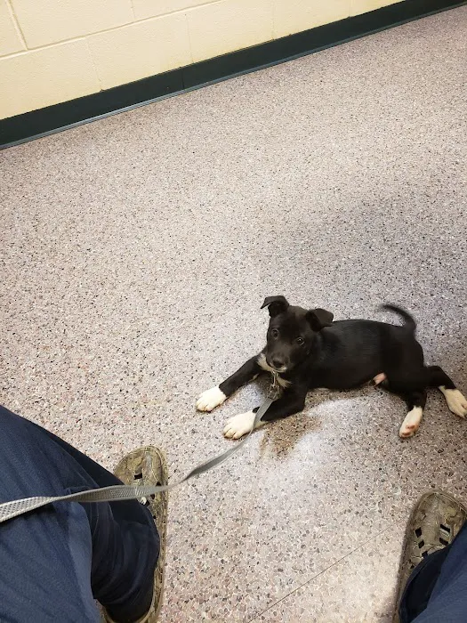 Phillips Animal Medical Hospital 7