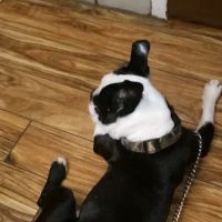 York Veterinary Services ico