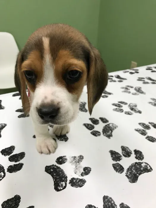 White Rose Veterinary Clinic 12