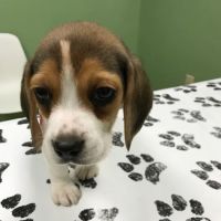 White Rose Veterinary Clinic ico