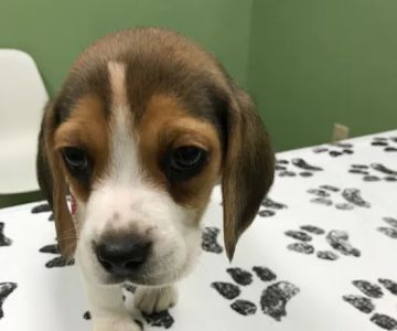 White Rose Veterinary Clinic
