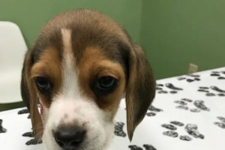 White Rose Veterinary Clinic